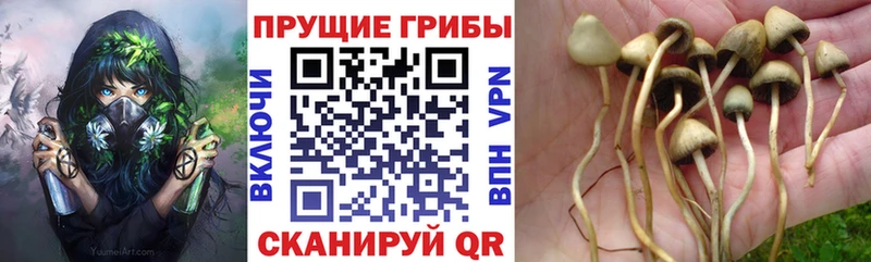 цены наркотик  Севск  Галлюциногенные грибы Psilocybine cubensis 